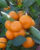 Fruits & Herbs copyright � almostedenplants.com